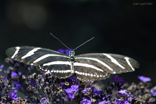 butterfly450_web.jpg