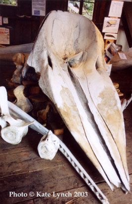 whalebones1.jpg